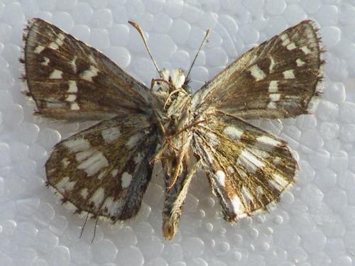 Pyrgus serratulae