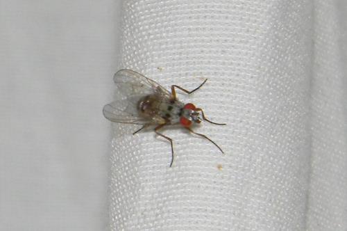 Helina clara