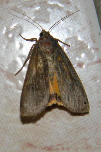 Noctua pronuba