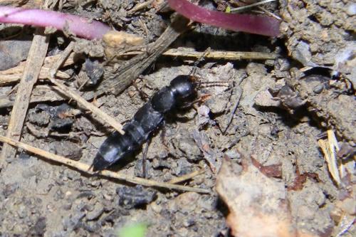 Ocypus sp.