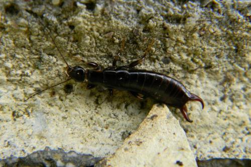 Euborellia moesta