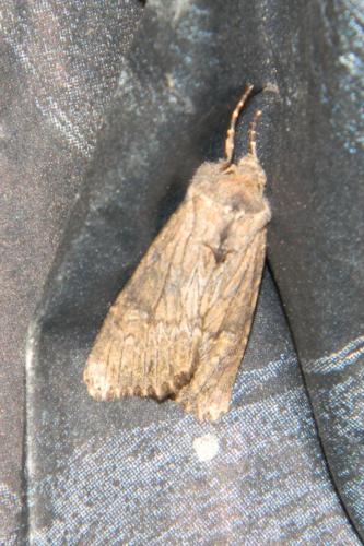 Aporophyla australis