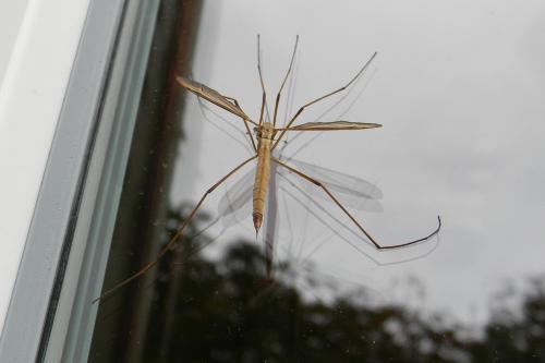 Tipula oleracea