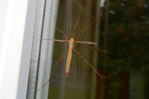 Tipula oleracea