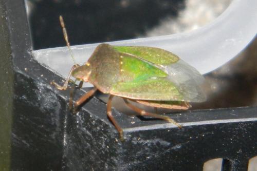 Nezara viridula