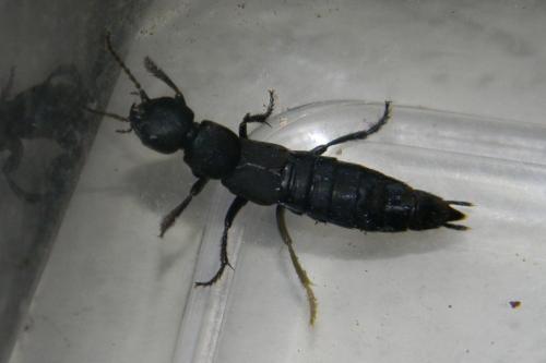 Ocypus sp.
