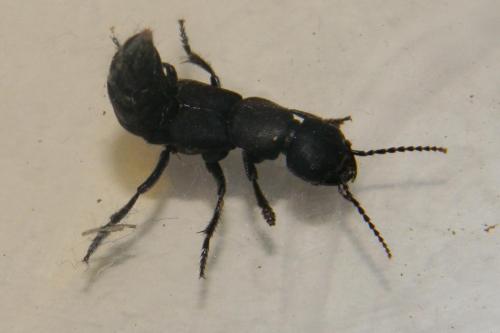 Ocypus sp.