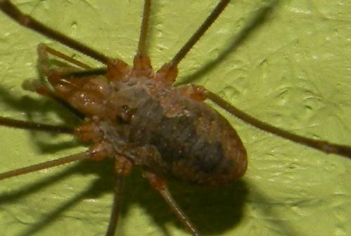 Phalangium opilio