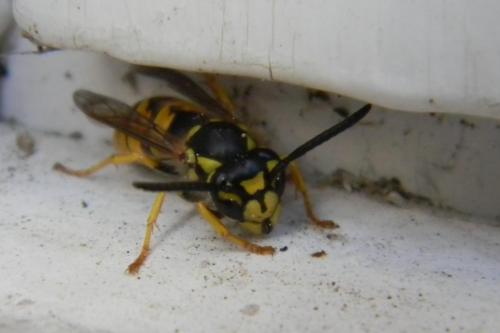 Vespula sp.