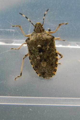 Rhaphigaster nebulosa
