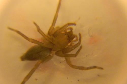 Clubiona sp.