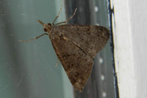 Réf. 63 964 : Hypena obsitalis