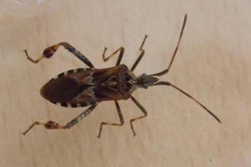 Leptoglossus occidentalis