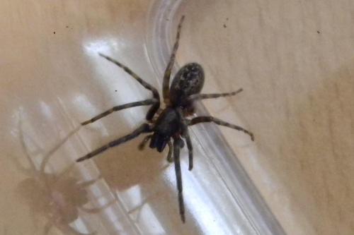 Segestria bavarica