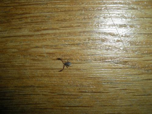 Chelifer cancroides