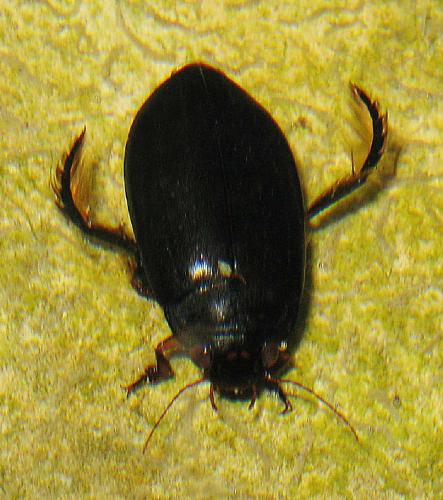 Réf. 63 848 : Agabus sp.