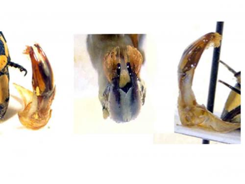 Gnathocera trivittata
