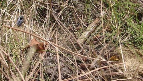Epeolus fallax