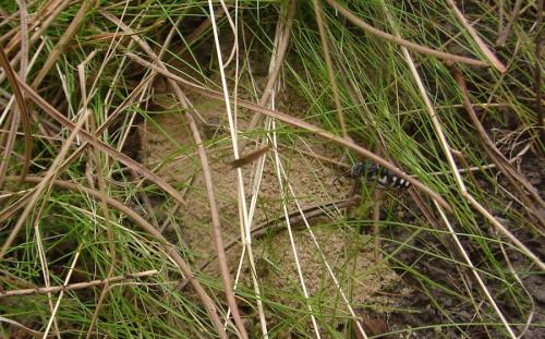 Epeolus fallax