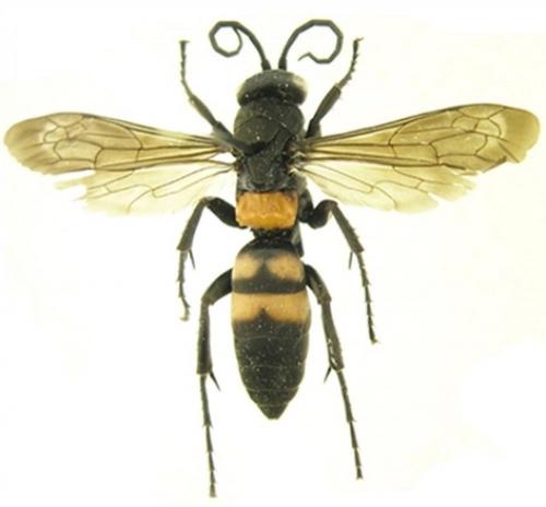 Eoferreola rhombica
