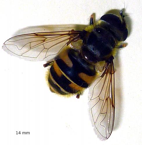 Myathropa florea
