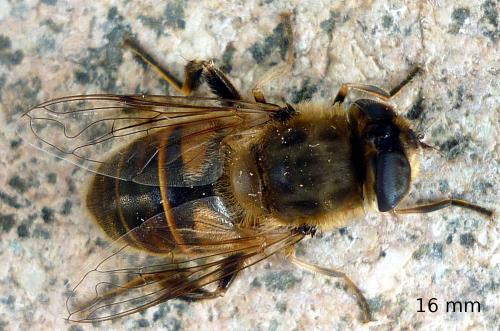 Réf. 63 455 : Eristalis tenax