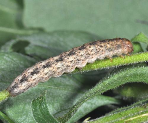 Réf. 63 428 : Hadena albimacula