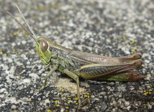 Euchorthippus declivus
