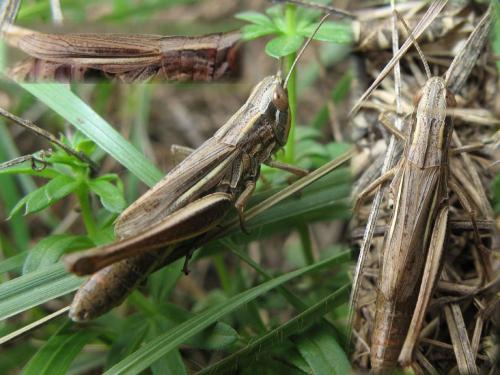 Euchorthippus declivus