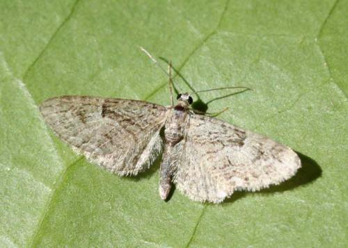 Réf. 63 624 : Eupithecia pusillata
