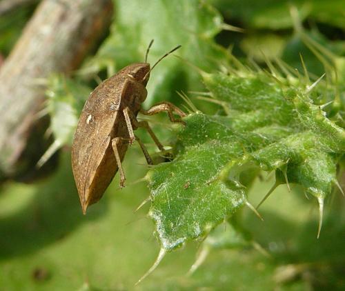 Eurygaster maura