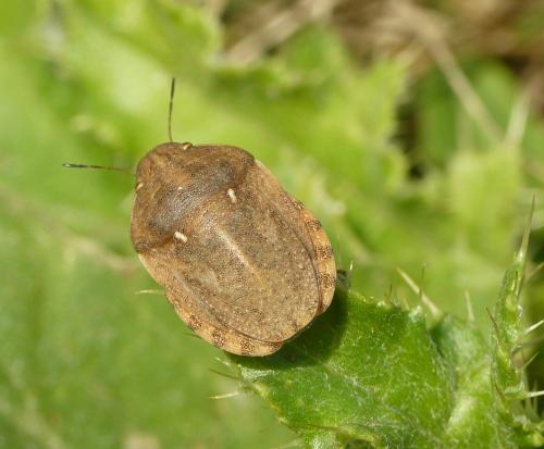 Eurygaster maura