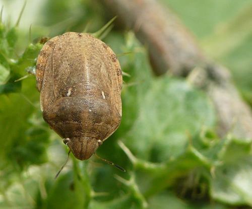 Eurygaster maura