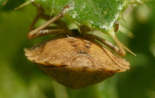 Eurygaster maura