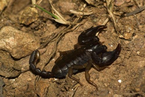 Réf. 63 587 : Euscorpius sp.