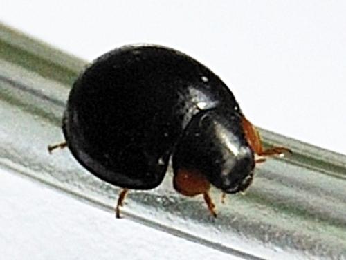 Parexochomus nigromaculatus