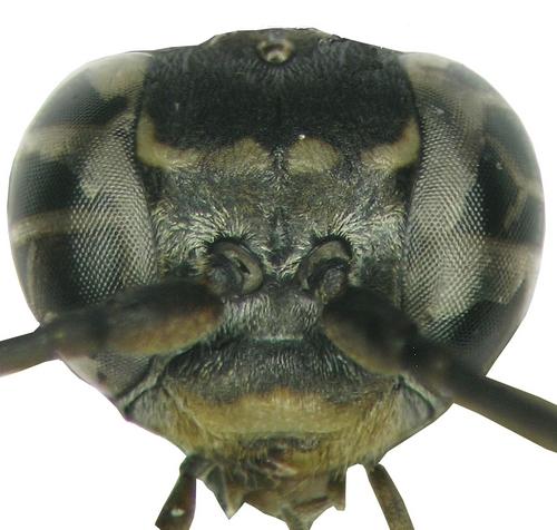 Réf. 63 585 : Agenioideus coronatus