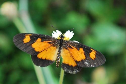 Acraea acerata
