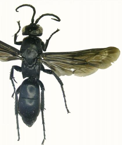 Réf. 63 028 : Ferreola diffinis