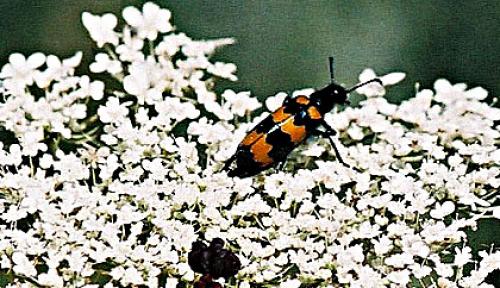 Mylabris variabilis