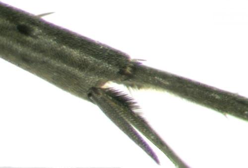 Réf. 63 023 : Microphadnus pumilus