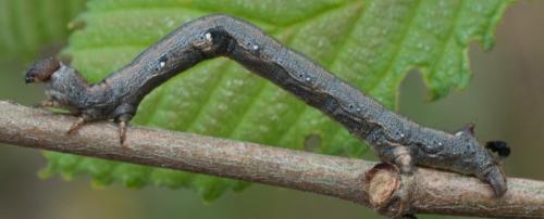 Colotois pennaria