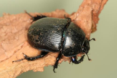 Réf. 63 516 : Geotrupes spiniger
