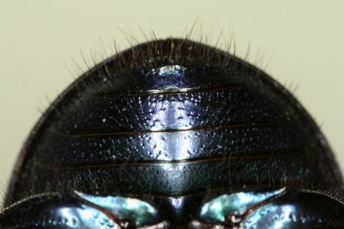 Geotrupes spiniger