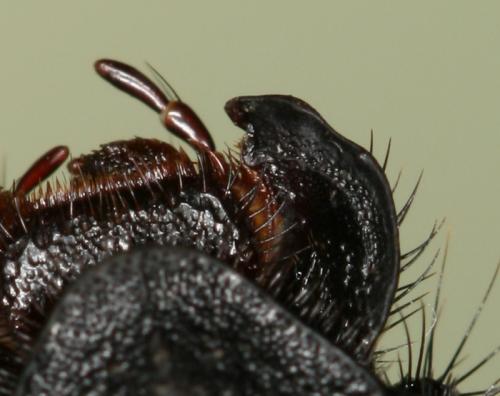 Geotrupes spiniger