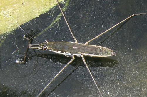 Aquarius paludum