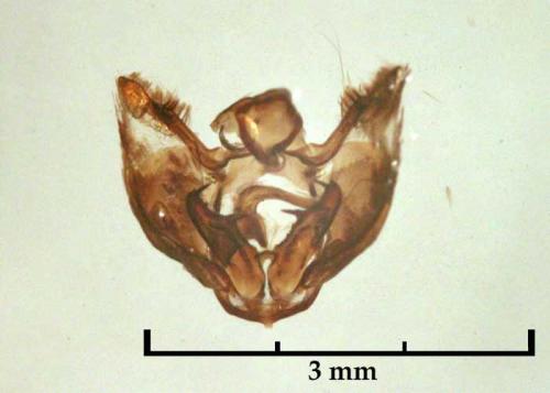 Réf. 63 166 : Glacies canaliculata