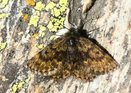 Réf. 63 167 : Glacies canaliculata
