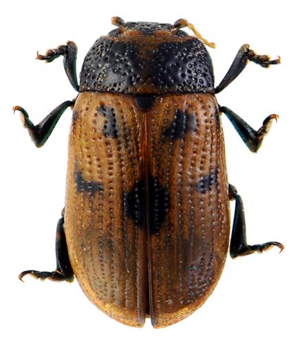 Gonioctena quinquepunctata