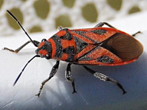 Graptostethus servus